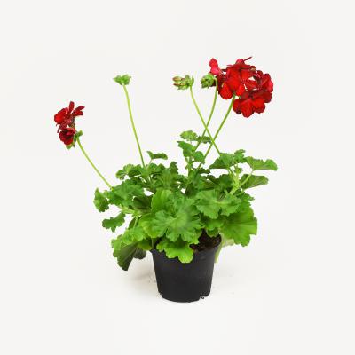 Pelargonie  - Champion Red