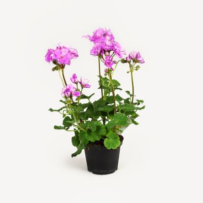 Pelargonie  - Violino