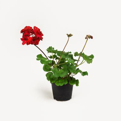 Pelargonie - Tumbao