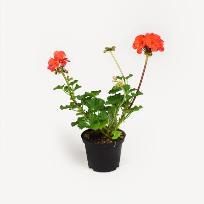 Pelargonie - Guido