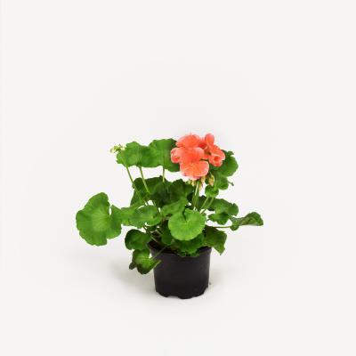 Pelargonie - Eroica