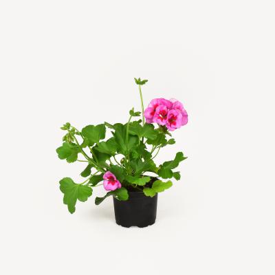 Pelargonie - Smokey Eye pink