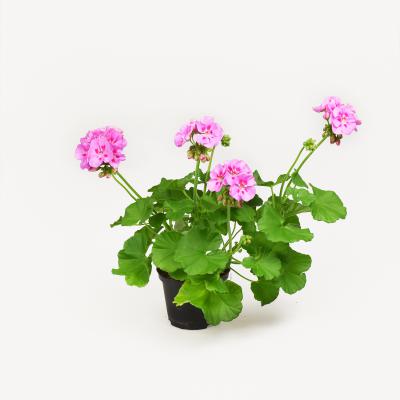 Pelargonie - Katinka
