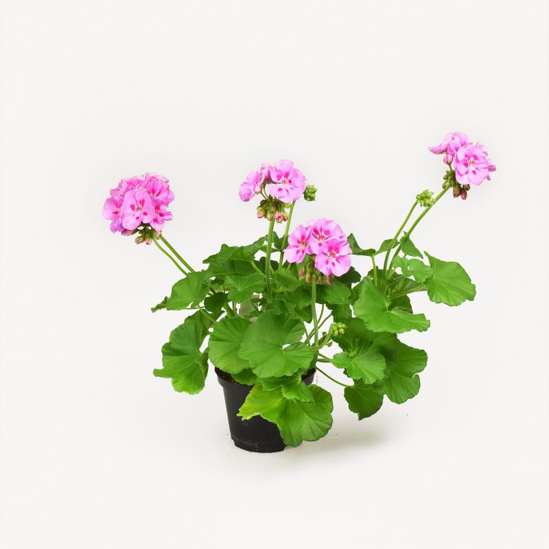 Pelargonie - Katinka
