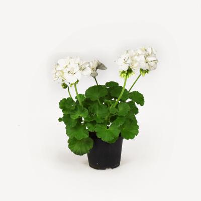 Pelargonie - Sailing