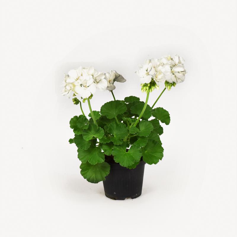 Pelargonie - Sailing
