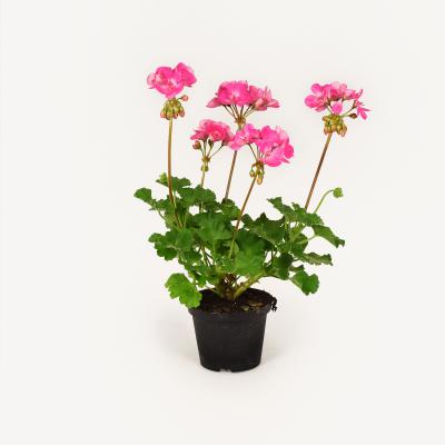 Pelargonie - Amelie