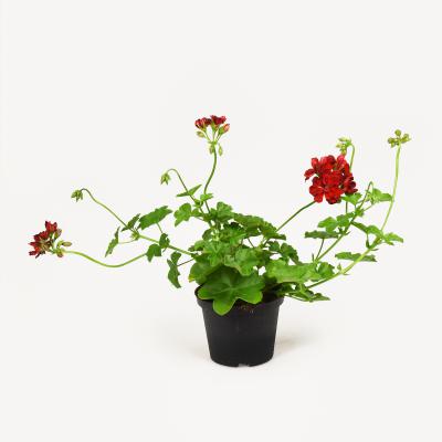 Pelargonie - Fuoco
