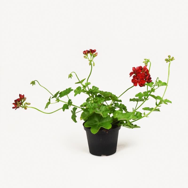 Pelargonie - Fuoco