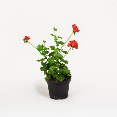 Pelargonie - Royal Fire