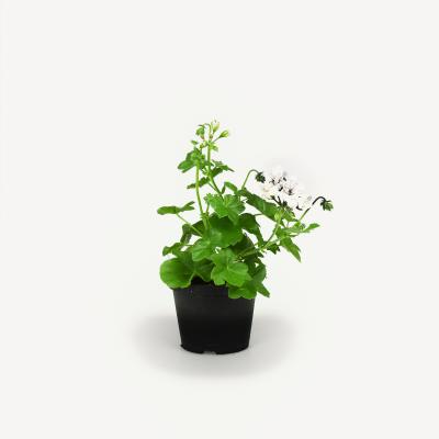 Pelargonie - Royal White Wings