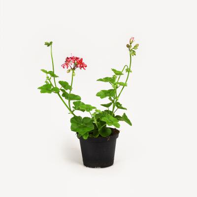 Pelargonie - Royal Sweet Candy