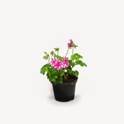 Pelargonie - Mexico Amy