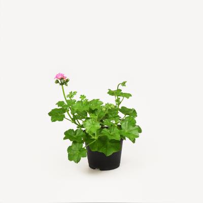 Pelargonie - Royal Light Pink