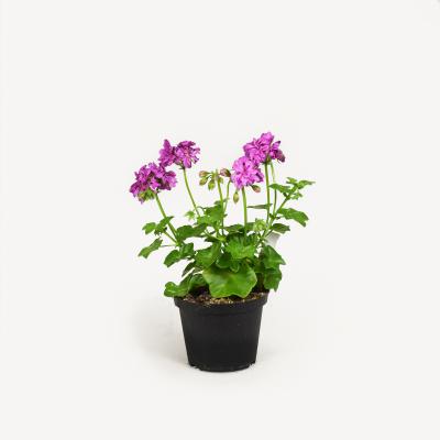 Pelargonie - Royal Amethyst