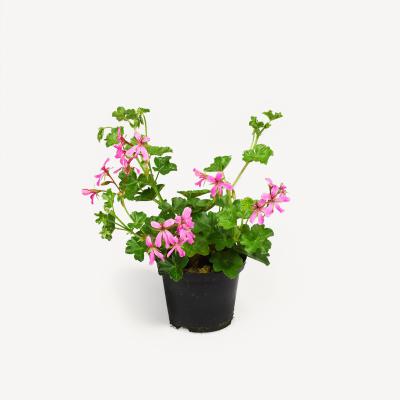 Pelargonie - Balcon lila