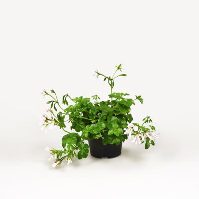 Pelargonie - Ville de Paris weiß