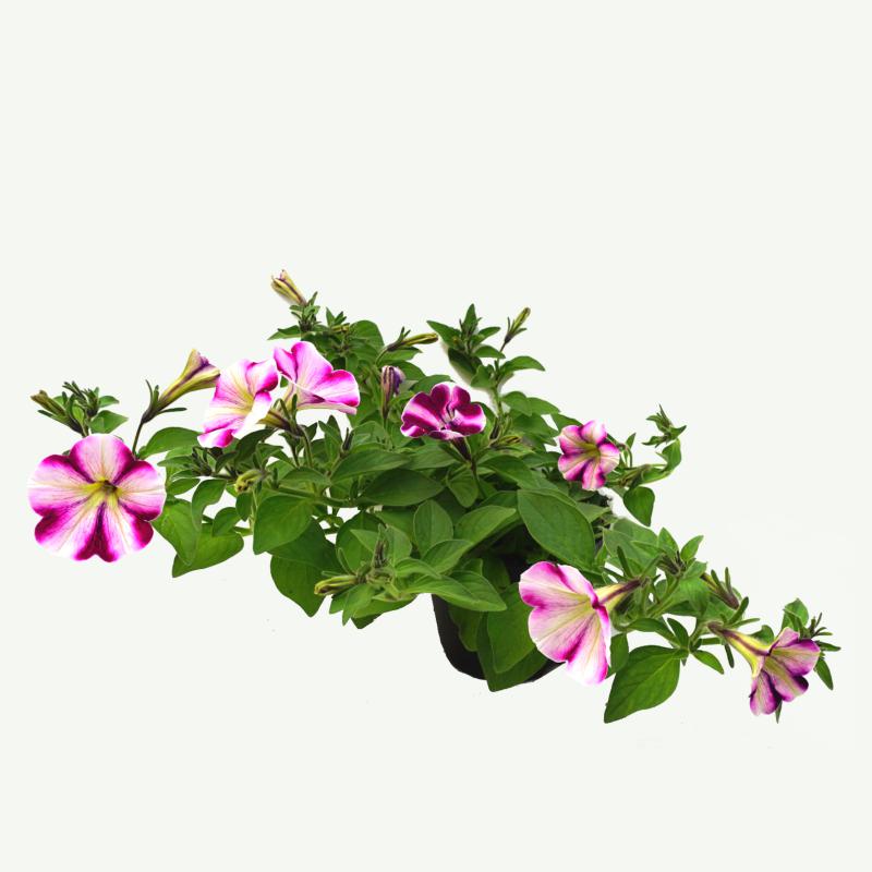 Petunie - Swirl Rasberry