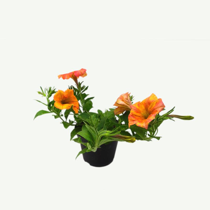 Petunie - Apricot