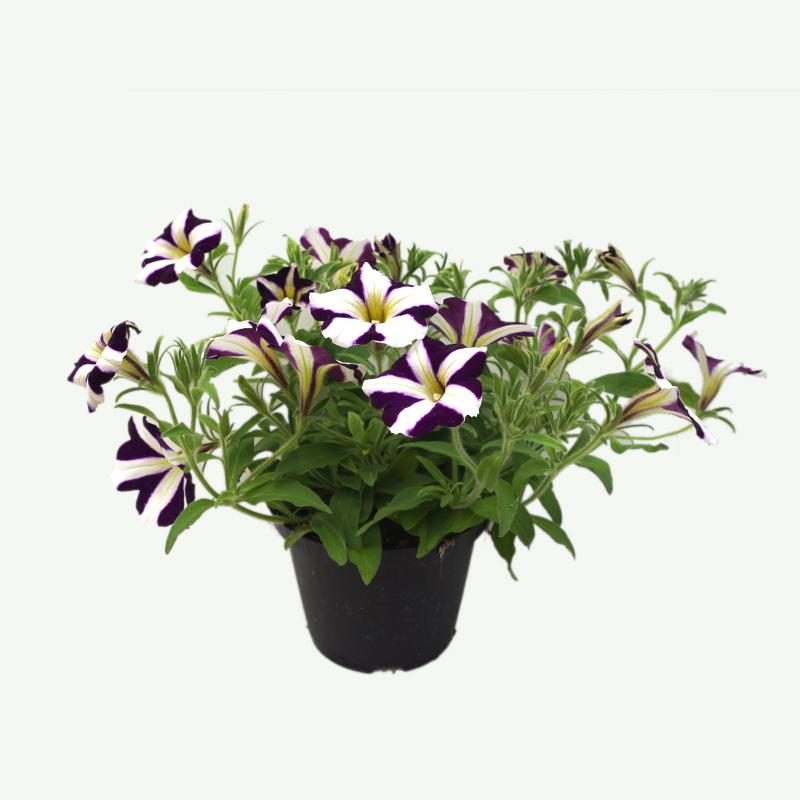 Petunie - Amore Purple