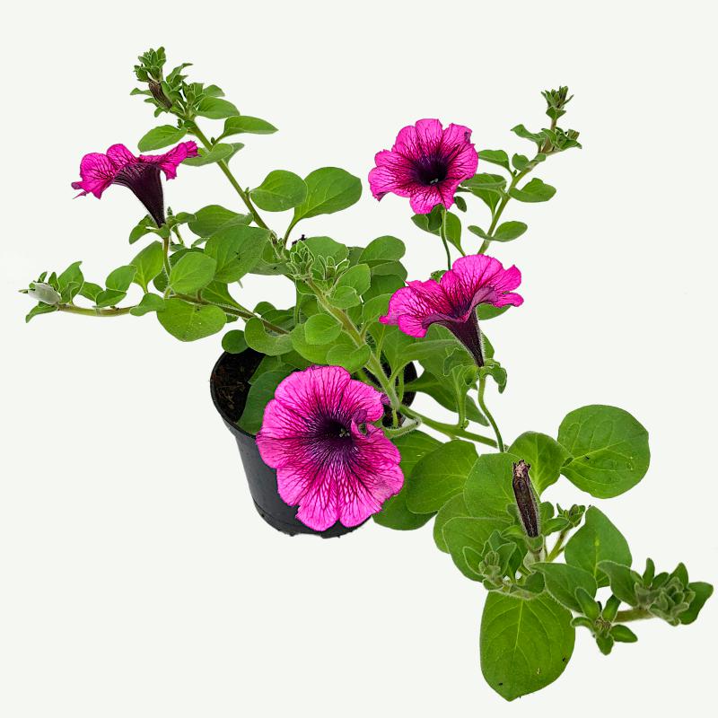Petunie - AlpeTunia Blueberry