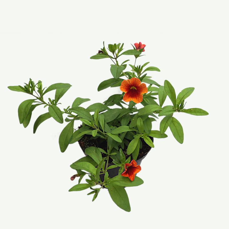 Calibrachoa - Neo Orange/Red Eye