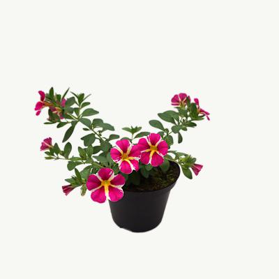 Calibrachoa -Pink Star