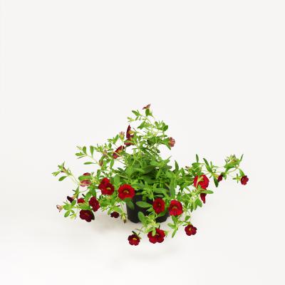 Calibrachoa - Neo Firestorm