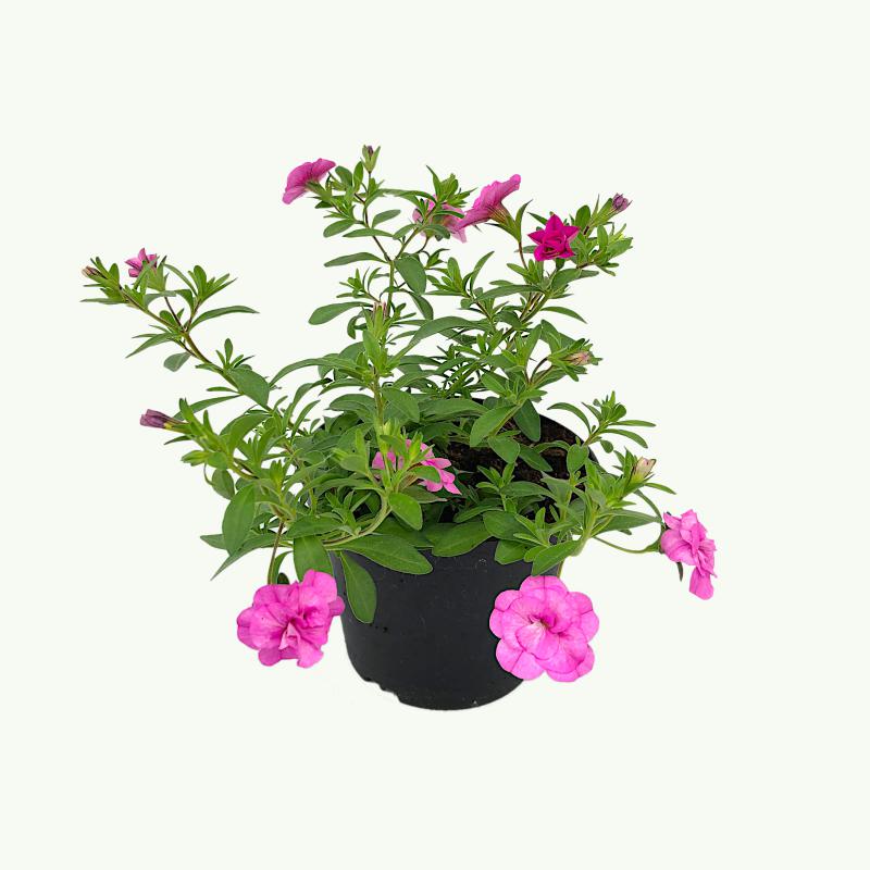 Calibrachoa - Uno Double Pink Mania