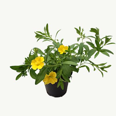 Calibrachoa - Neo Double Yellow