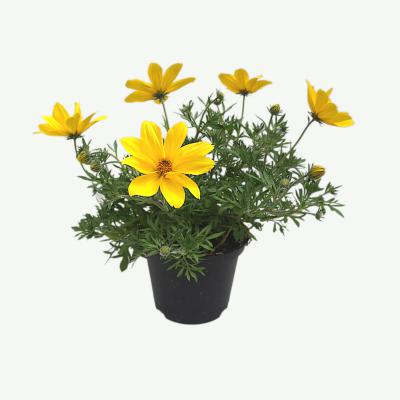 Bidens-Goldmarie