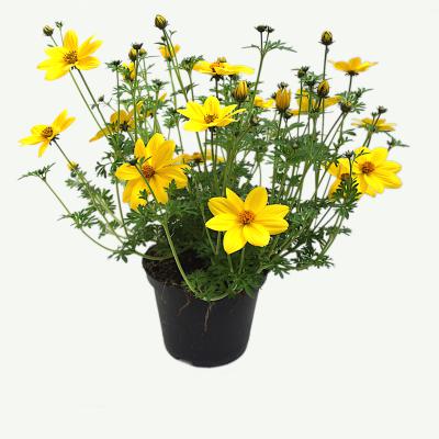 Bidens-Goldmarie