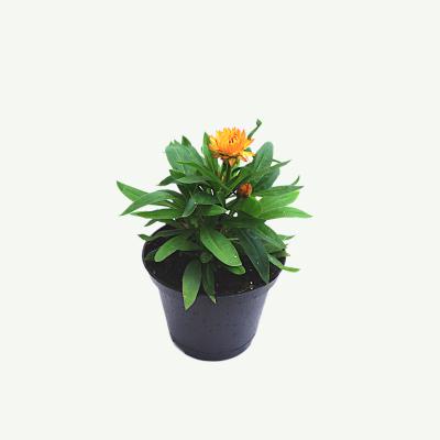 Strohblume