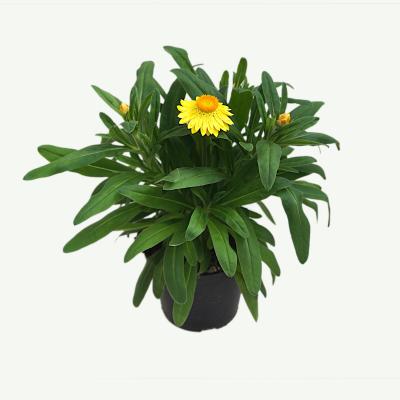 Strohblume