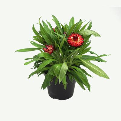 Strohblume