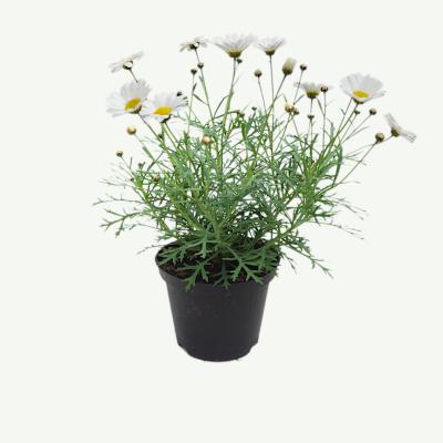 Margerite weiß