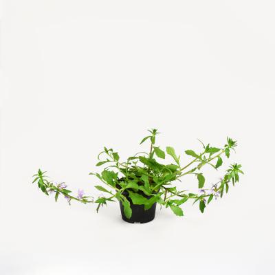 Scaevola Fächerblume, lila