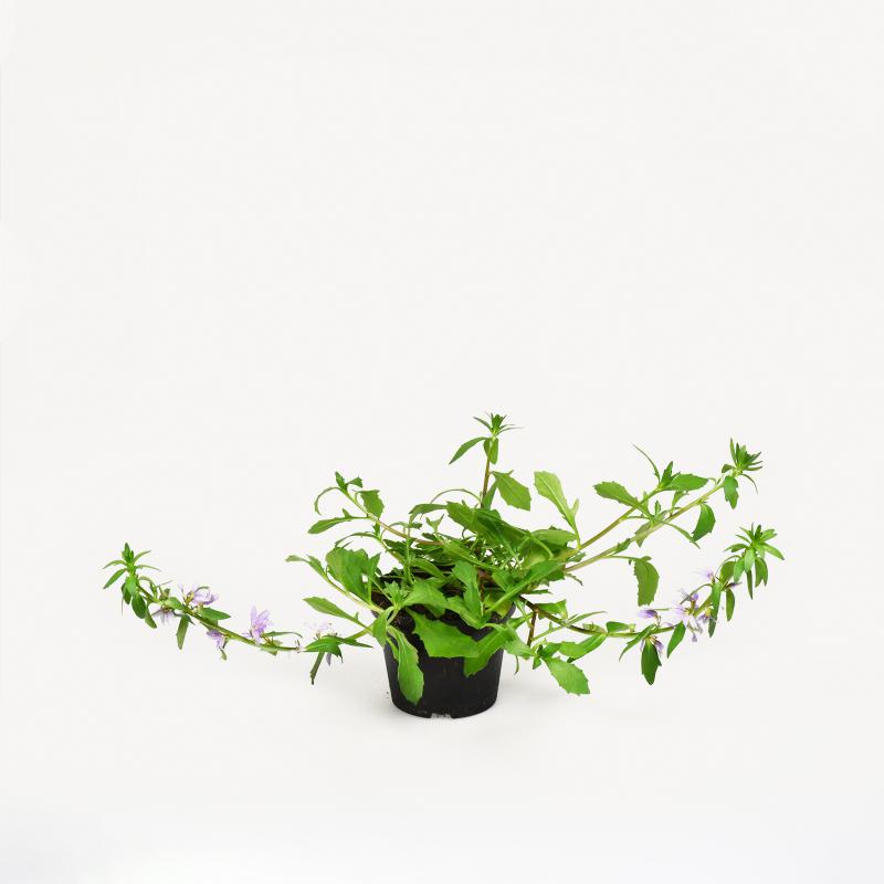 Scaevola Fächerblume, lila