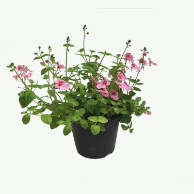 Diascia Elfensporn