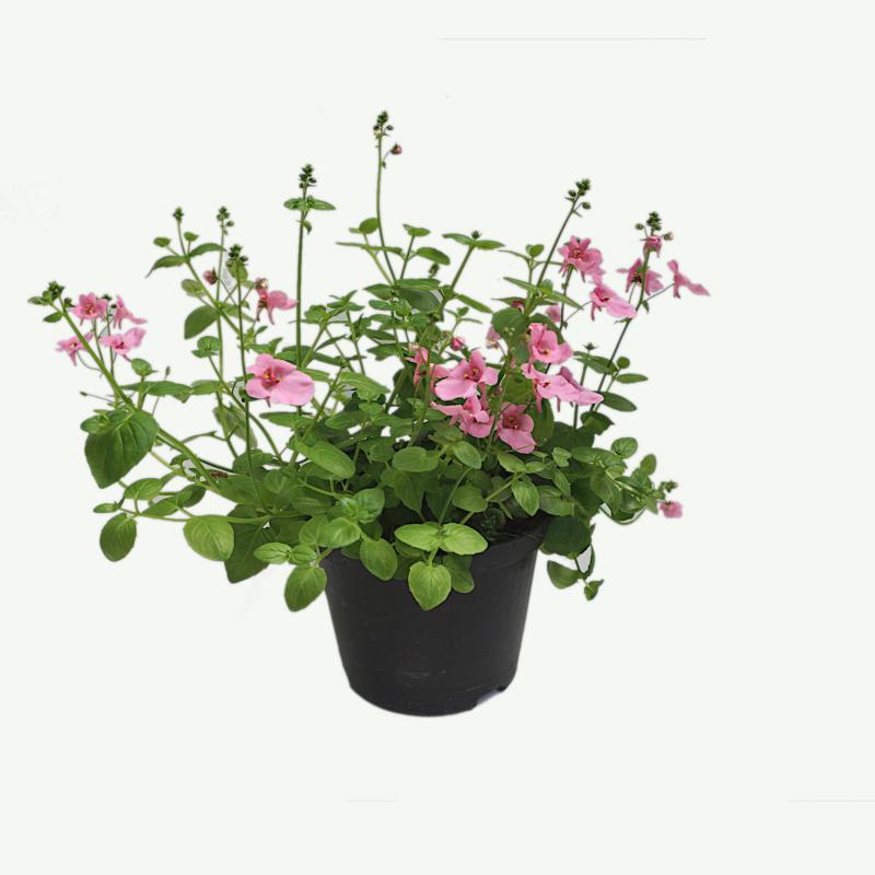 Diascia Elfensporn