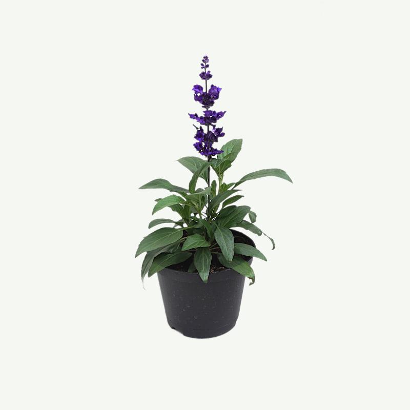 Salvia, dunkelblau