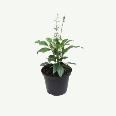 Salvia, weiß
