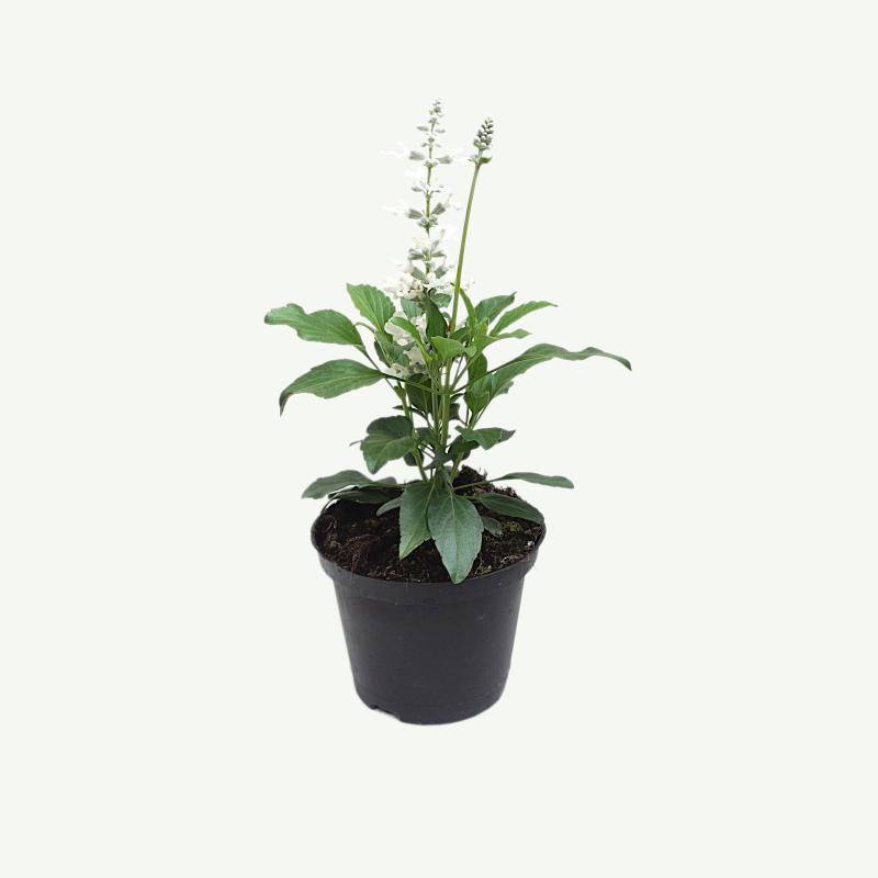 Salvia, weiß