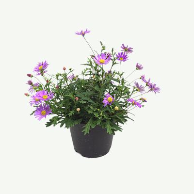 Gänseblümchen, Brasco Violet
