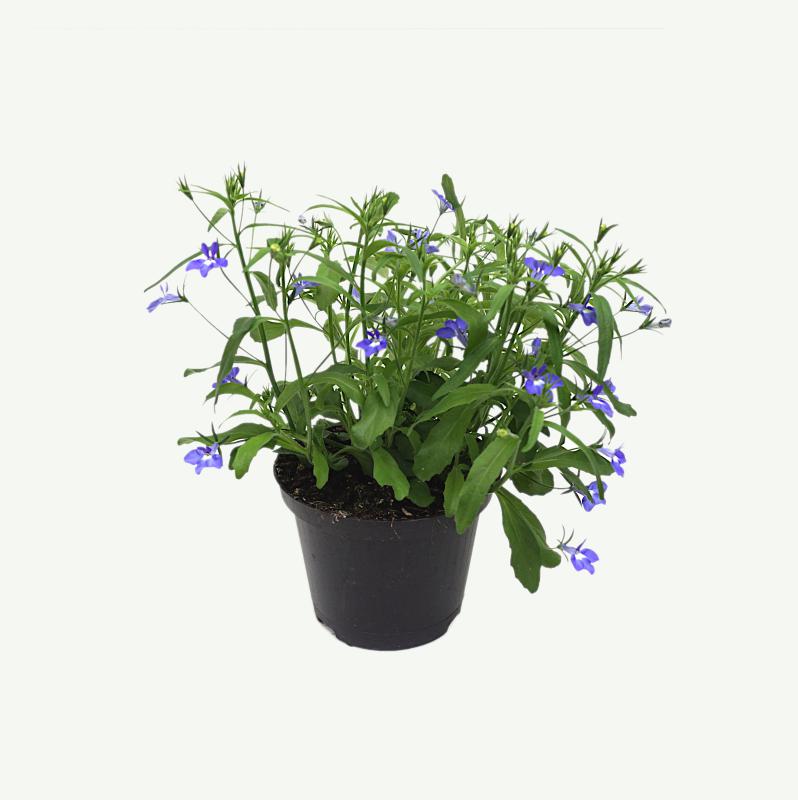 Lobelia