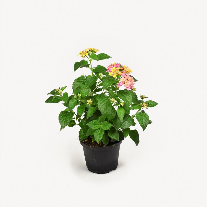 Lantana Wandelröschen