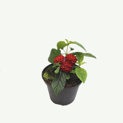 Lantana Wandelröschen