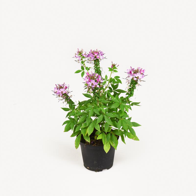Spinnenblume