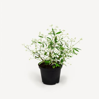 Euphorbia Zauberschnee