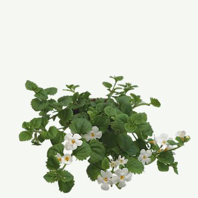 Bacopa Schneeflockenblume